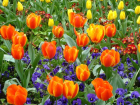free epostcards mit Rosen und Blumen - lovecards by email