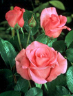 ecards mit Rosen und Blumen to say ich liebe dich with lovecards by email