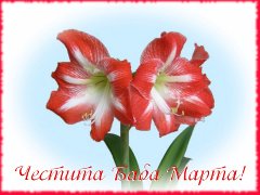картичка с амарилиси