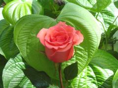 orange rose love card
