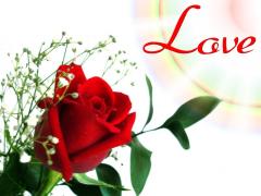 card of love red rose