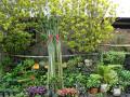 Catarina's garden nurseries - ornamental tropical plants