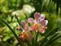 Beautiful tropical orchids
