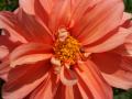 Orange Dahlienblüte