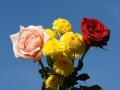 Rosen und Blumen