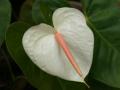 Weisse Flamingoblume