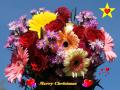 Fondos Navidad - Flores Navideños