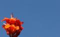 Himmel mit Blumen