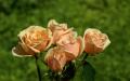 Rosen pfirsich
