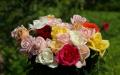 Schöner Rosen Strauss