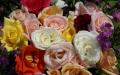 Bunter Rosen Hintergrund