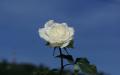 Weisse Rose