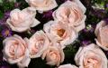 Rosa Rosen Bild