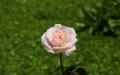 Rosa Rose Bild