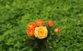 Rosenstrauss orange