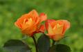Rosen orange