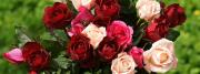 Rosen in rot, rosa und pink