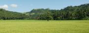 Reisfeld