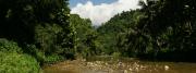 Urwald Flusslandschaft