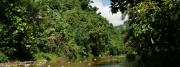 Urwald Flusslandschaft