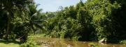 Urwald Flusslandschaft Foto