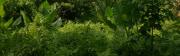 Dschungel Vegetation