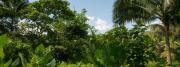 Urwald Foto - Insel Natur