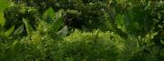Urwald Natur - tropische Insel-Vegetation