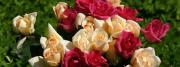 Peach and pink roses - Dual monitor wallpaper