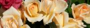 Peach and pink roses - dual widescreen monitor wallpaper