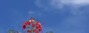 Tropical flower with blue sky background