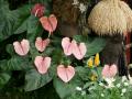 Pink Anthurium flowers