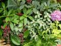 Hortensia flowers and Medinilla magnifica