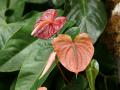 Anthurium flowers