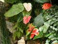 Anthurium flowers