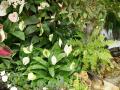White and pink Anthurium flowers