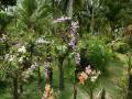 Tropical orchid garden