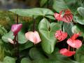 Flores de anturios rojos - Anthurium