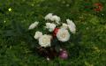 Rosas blancas de Navidad