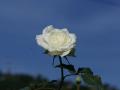 Rosa blanca - foto
