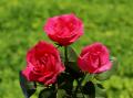 Rosas rosadas - foto-fondo de pantalla