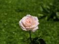 Rosa rosada hermosa - foto-fondo de pantalla