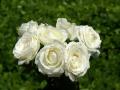 Ramo rosas blancas más bellas - foto-fondo de pantalla