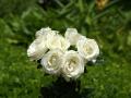 Ramo rosas blancas - foto-fondo de pantalla
