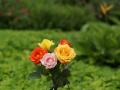 Ramo rosas hermosas - foto