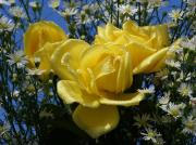 les plus belles roses - photo
