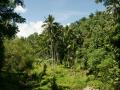 Jungle nature with coconut palms