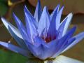 Blue lotus wallpaper