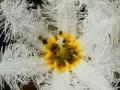White dwarf lotus