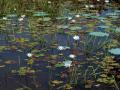 Lily pond